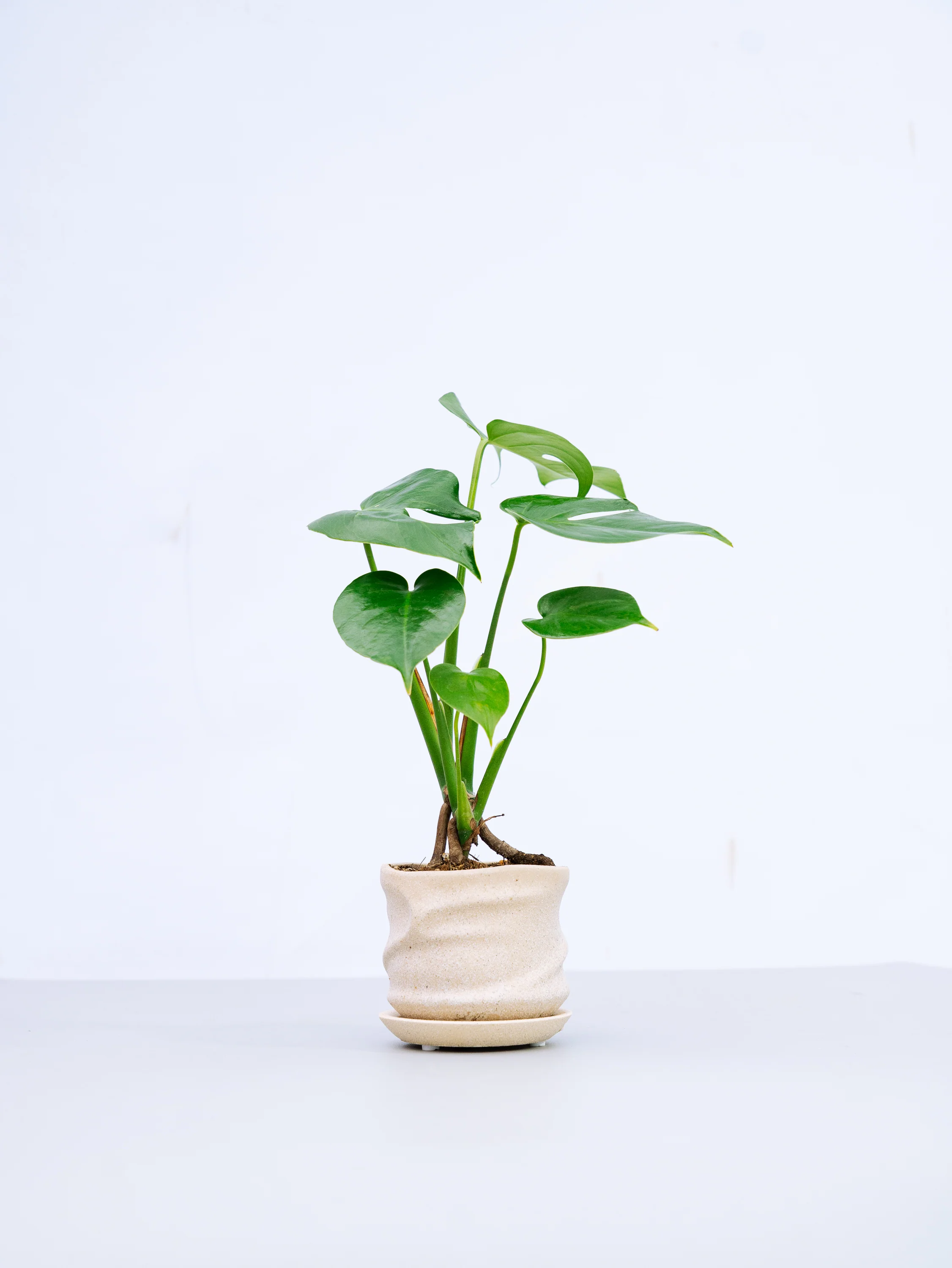 花言葉で選ぶ｜洗面所におすすめの観葉植物